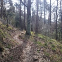 Trails im Wald